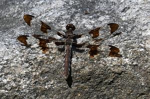 2025-08270203 Tower Hill Botanic Garden, MA